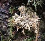 Clavulina cinerea image