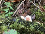 Hemimycena candida image