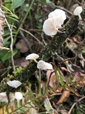 Hemimycena candida image