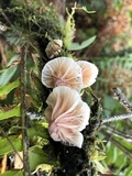 Hemimycena candida image