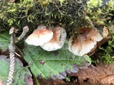 Hemimycena candida image