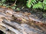 Ascocoryne sarcoides image
