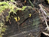 Calocera cornea image