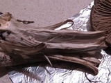 Nolanea holoconiota image