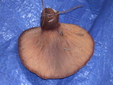 Tapinella atrotomentosa image