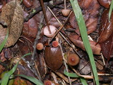 Mycena californiensis image