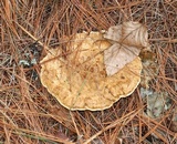 Onnia tomentosa image