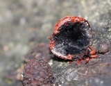 Hypoxylon fragiforme image