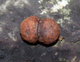 Hypoxylon fragiforme image
