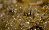 Parascedosporium putredinis image
