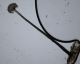 Parascedosporium putredinis image