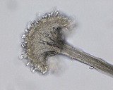 Parascedosporium putredinis image