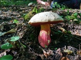 Rubroboletus satanas image