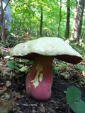 Rubroboletus satanas image