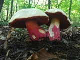 Rubroboletus satanas image