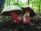 Rubroboletus satanas image