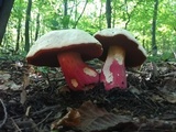 Rubroboletus satanas image