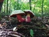 Rubroboletus satanas image