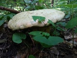 Rubroboletus satanas image