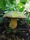 Rubroboletus satanas image