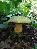 Rubroboletus satanas image
