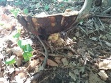 Rubroboletus satanas image