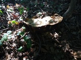 Rubroboletus satanas image