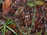 Mycena californiensis image