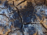 Oedohysterium pulchrum image