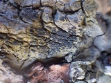 Oedohysterium pulchrum image