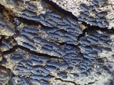 Oedohysterium pulchrum image