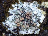 Squamarina cartilaginea var. cartilaginea image