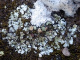 Squamarina cartilaginea var. cartilaginea image