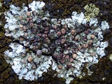 Squamarina cartilaginea var. cartilaginea image