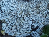 Squamarina lentigera image
