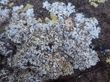 Squamarina lentigera image