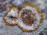 Caloplaca flavescens image