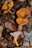 Cantharellus ignicolor image