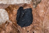 Rhytisma americanum image