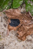Rhytisma americanum image