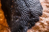 Rhytisma americanum image