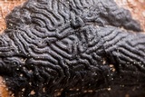 Rhytisma americanum image