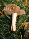 Hebeloma sinapizans image