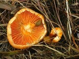 Lactarius thyinos image