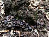 Psilocybe papuana image