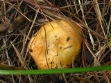 Lactarius thyinos image