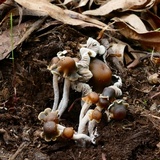 Psilocybe papuana image