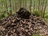 Psilocybe papuana image