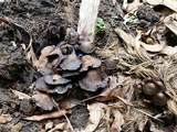Psilocybe papuana image