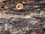 Peziza vesiculosa image